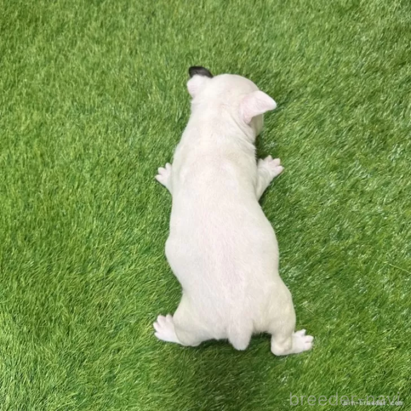 成約済の愛知県のミニチュアブルテリア-424706の2枚目