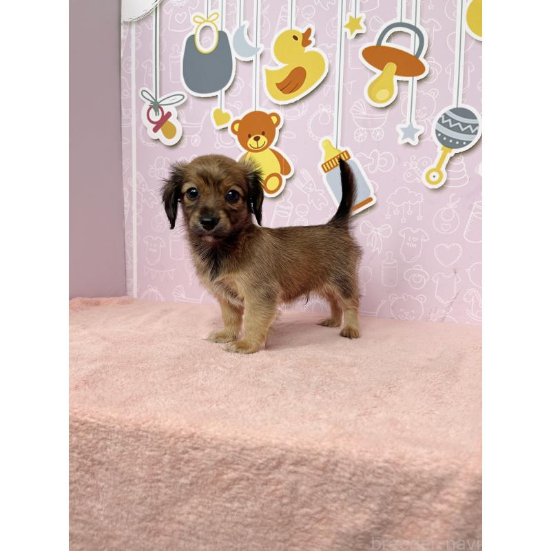 成約済の東京都のチワックス:チワワ×ミニチュアダックスフンド-421668の3枚目