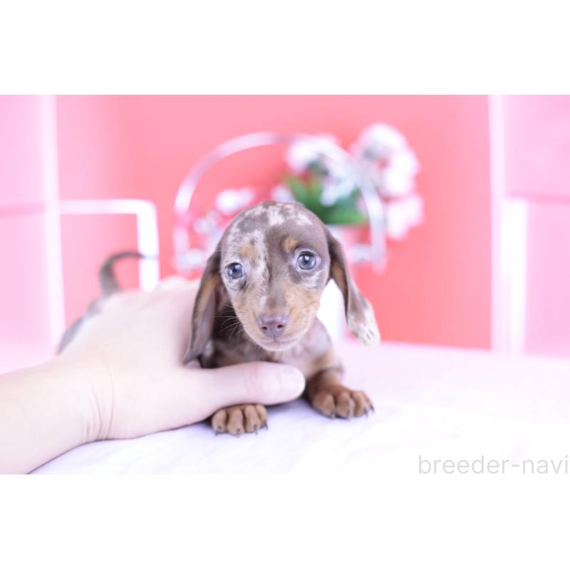 販売中の愛知県のカニンヘンダックスフンド(スムースヘアード)-420262の10枚目