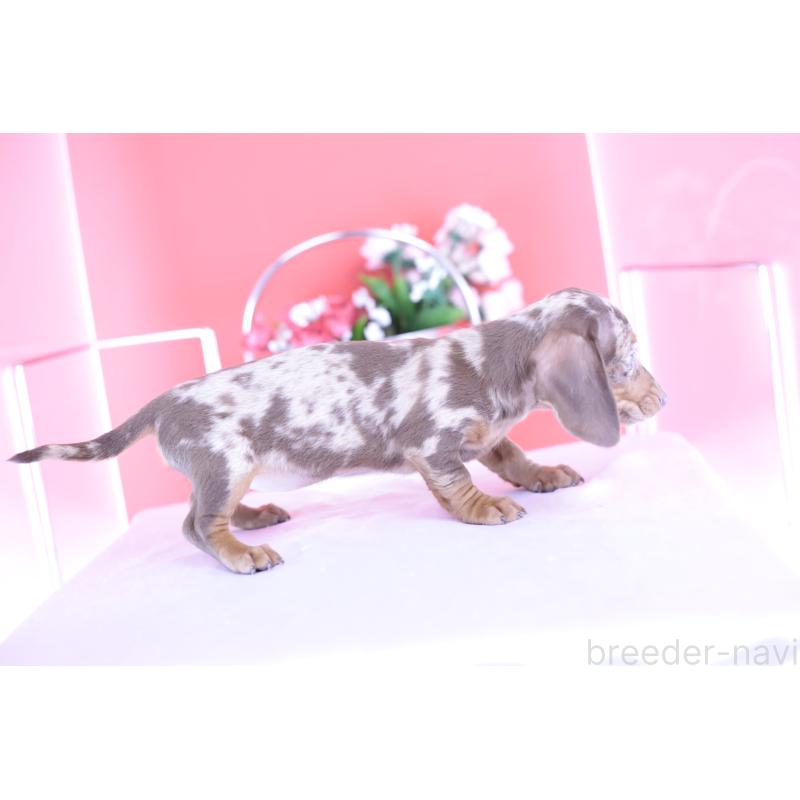 販売中の愛知県のカニンヘンダックスフンド(スムースヘアード)-420262の4枚目