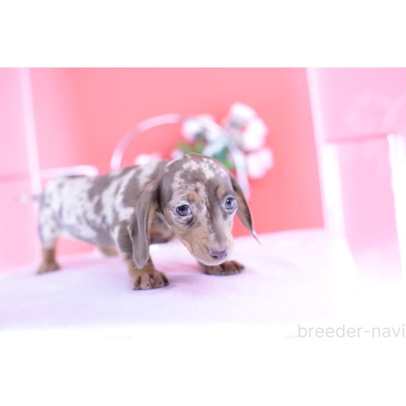 販売中の愛知県のカニンヘンダックスフンド(スムースヘアード)-420262の3枚目