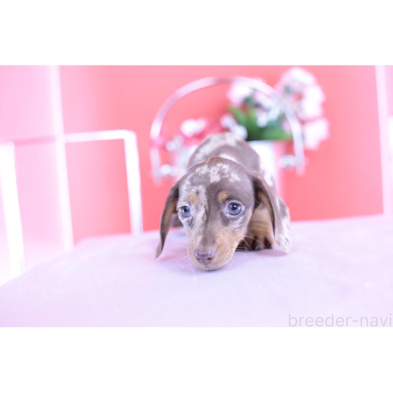 販売中の愛知県のカニンヘンダックスフンド(スムースヘアード)-420262の2枚目