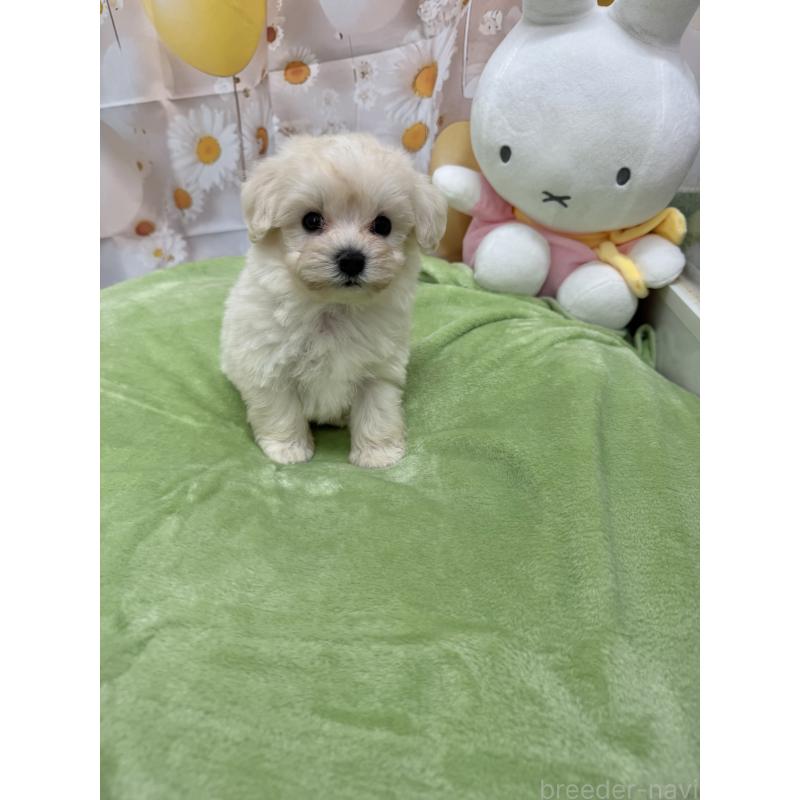 販売中の沖縄県のマルプー:マルチーズ×トイプードル-425963