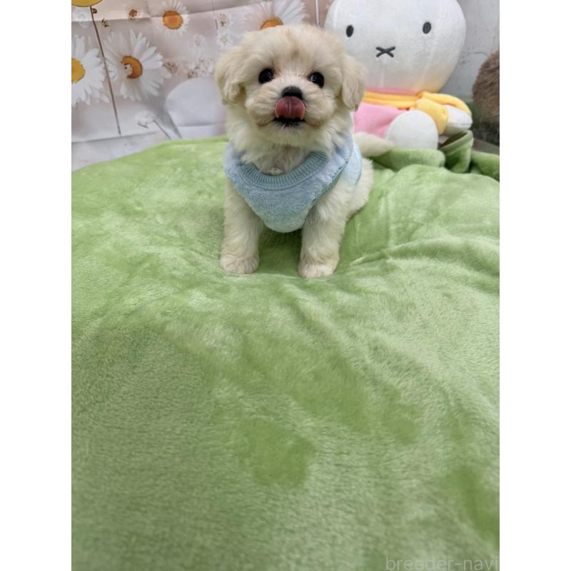 販売中の沖縄県のマルプー:マルチーズ×トイプードル-425963の6枚目