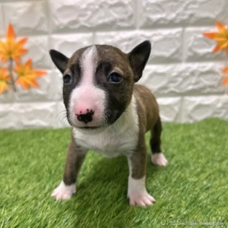 商談中の愛知県のミニチュアブルテリア-424701