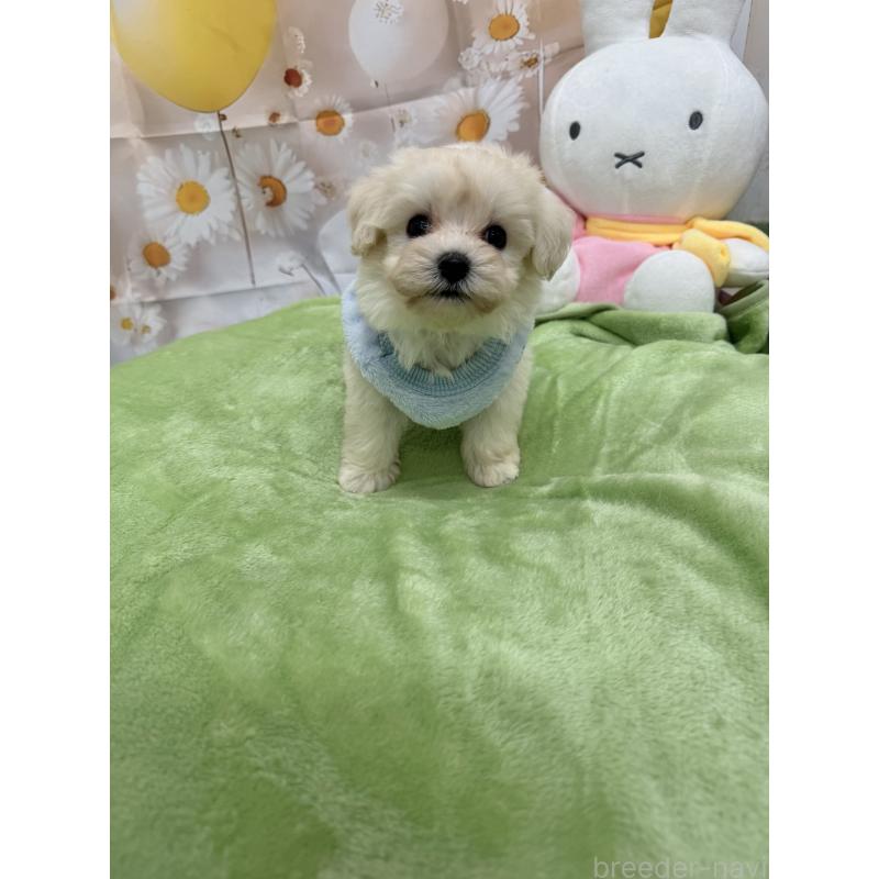 販売中の沖縄県のマルプー:マルチーズ×トイプードル-425963の5枚目