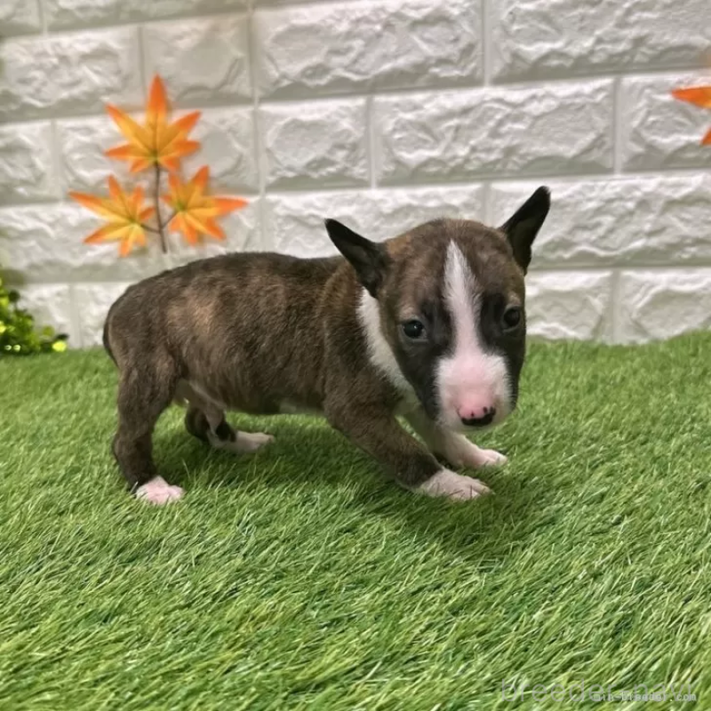 成約済の愛知県のミニチュアブルテリア-424701の5枚目