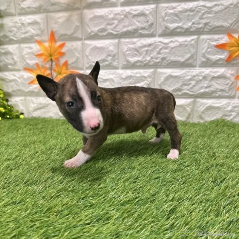 成約済の愛知県のミニチュアブルテリア-424701の4枚目