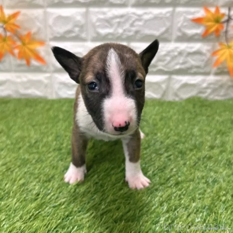 成約済の愛知県のミニチュアブルテリア-424701の3枚目