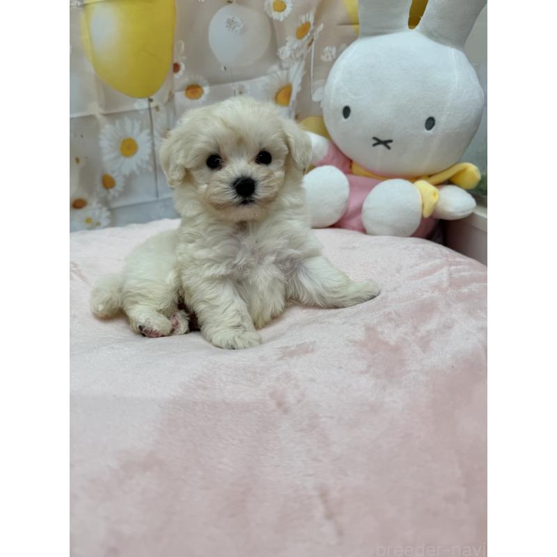 販売中の沖縄県のマルプー:マルチーズ×トイプードル-425963の4枚目