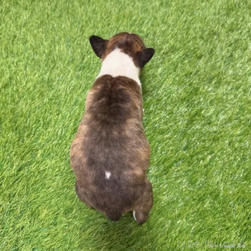 成約済の愛知県のミニチュアブルテリア-424701の2枚目