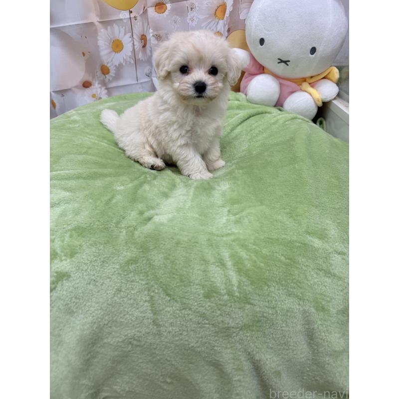 販売中の沖縄県のマルプー:マルチーズ×トイプードル-425963の3枚目