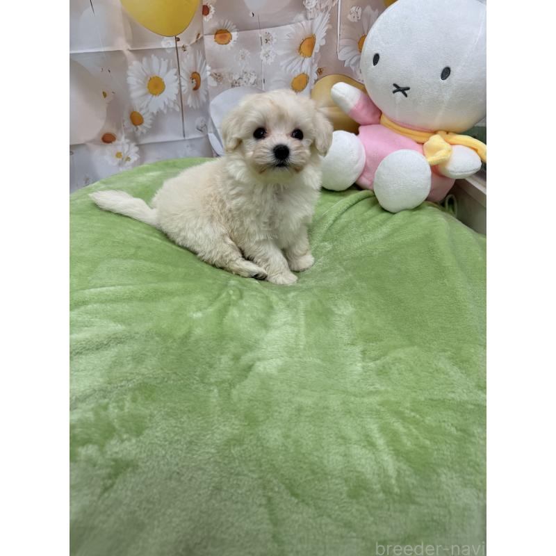 販売中の沖縄県のマルプー:マルチーズ×トイプードル-425963の2枚目