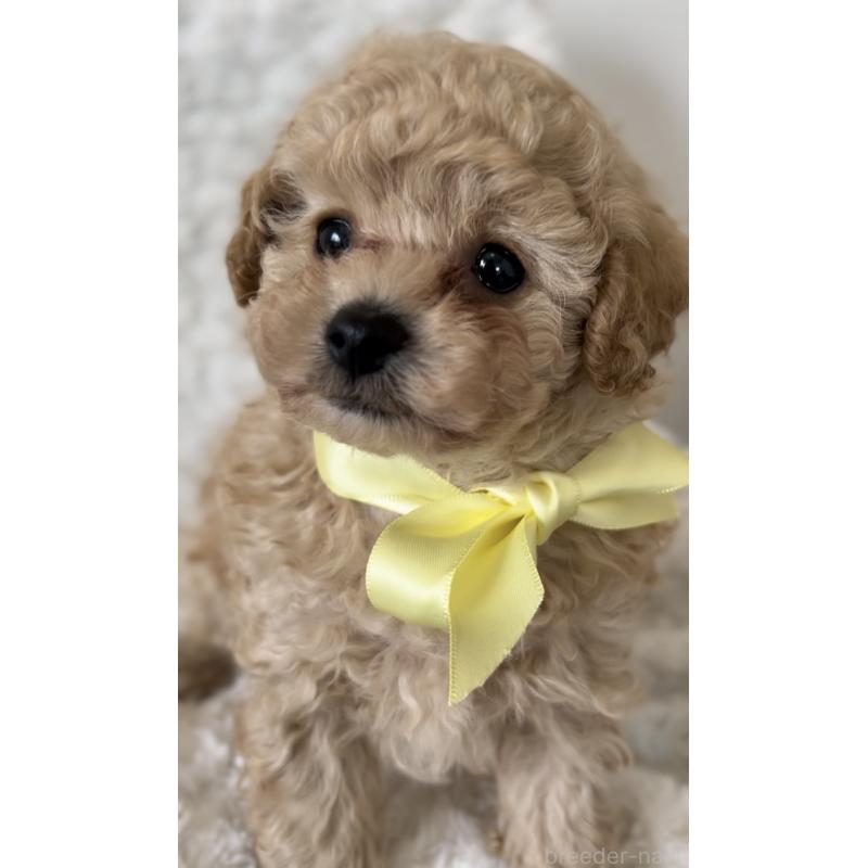 販売中の群馬県のトイプードル-425966の3枚目