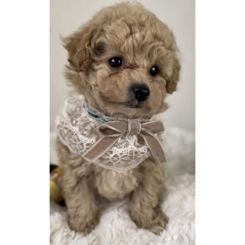 販売中の群馬県のトイプードル-425966の2枚目