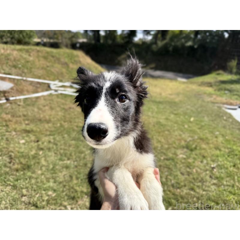 販売中の鹿児島県のボーダーコリー-410204の5枚目