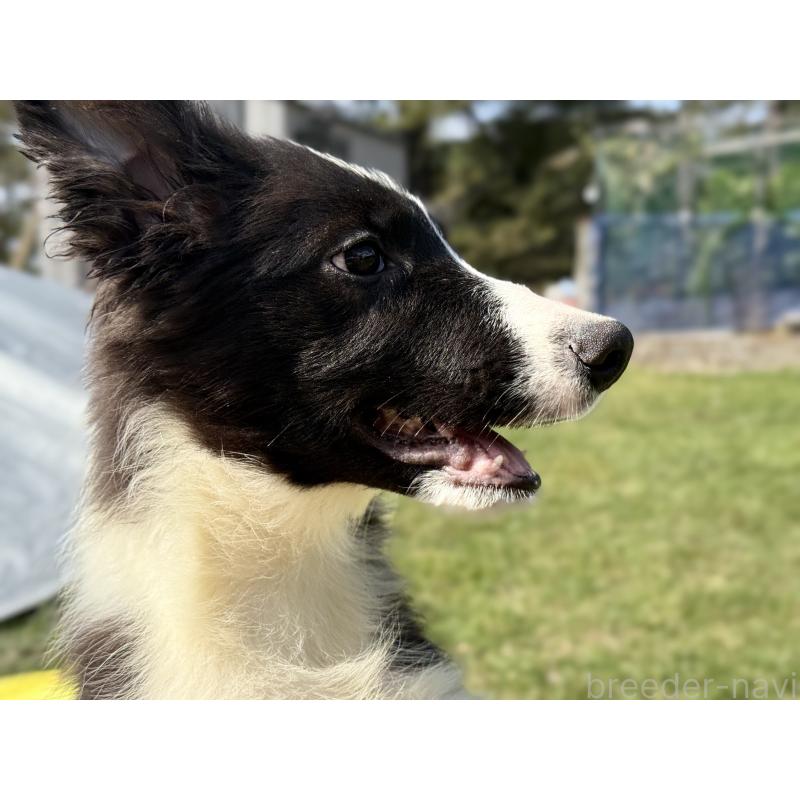 販売中の鹿児島県のボーダーコリー-410204の4枚目