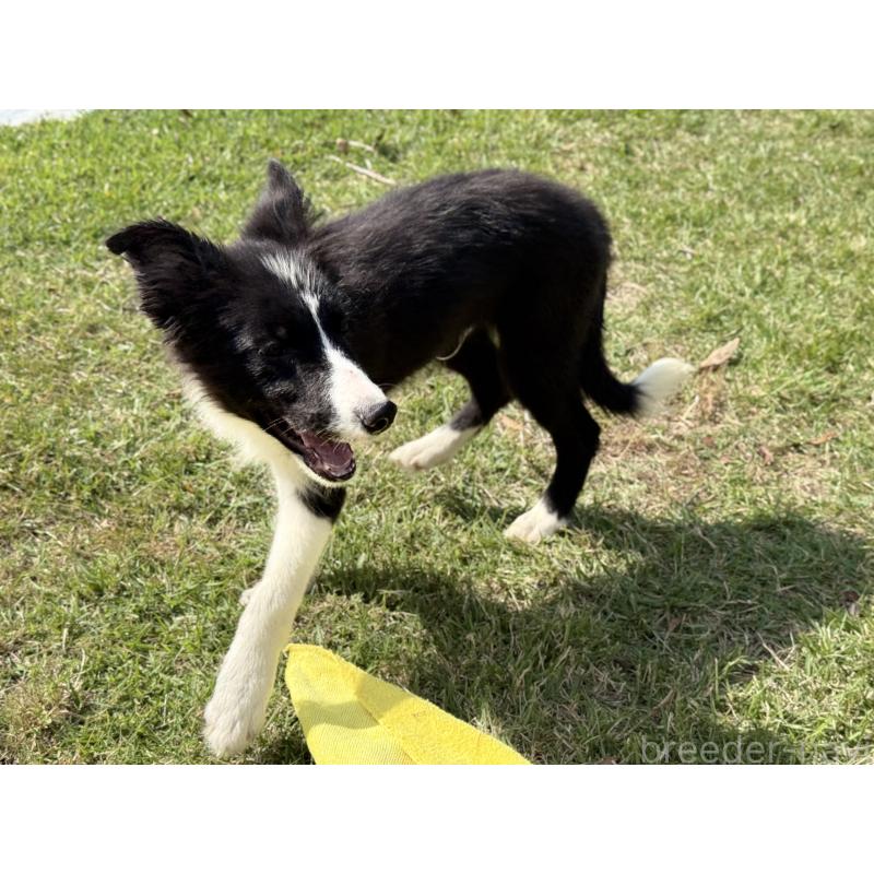 販売中の鹿児島県のボーダーコリー-410204の3枚目