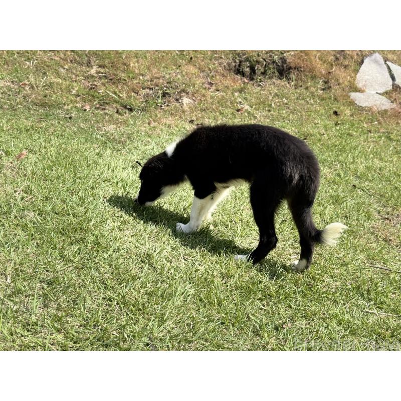 販売中の鹿児島県のボーダーコリー-410204の2枚目