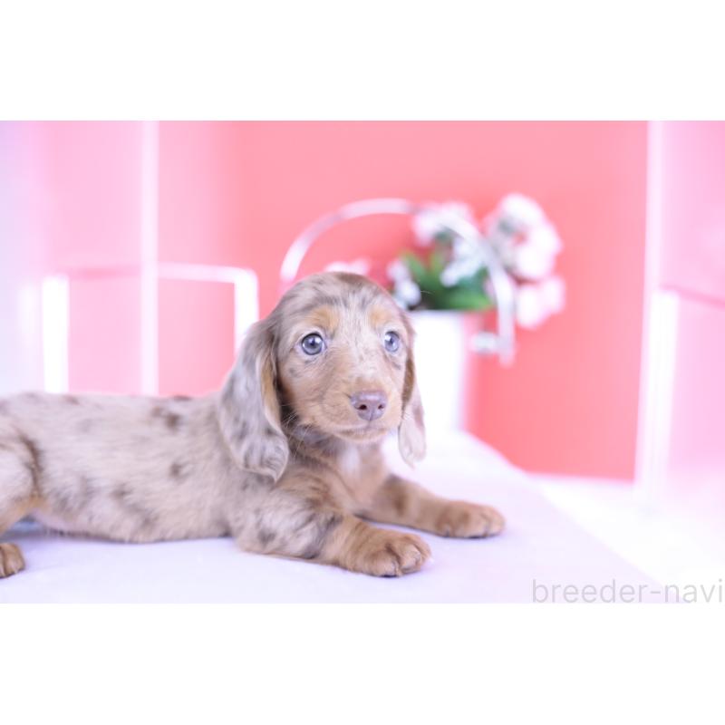 販売中の愛知県のカニンヘンダックスフンド(ロングヘアード)-420260の9枚目