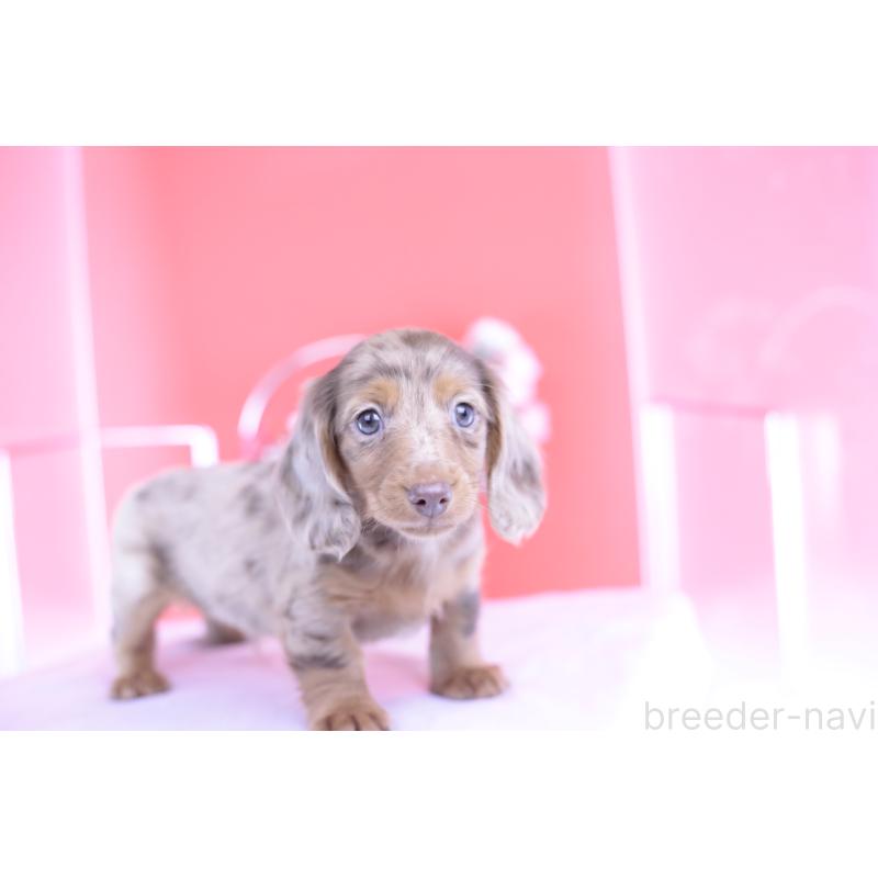 販売中の愛知県のカニンヘンダックスフンド(ロングヘアード)-420260の6枚目