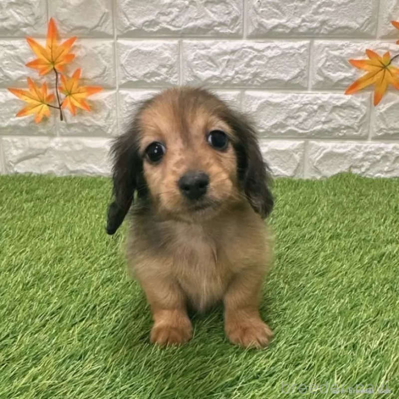 販売中の愛知県のミニチュアダックスフンド(ロングヘアード)-424741