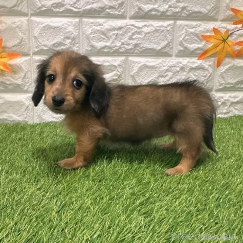 販売中の愛知県のミニチュアダックスフンド(ロングヘアード)-424741の5枚目