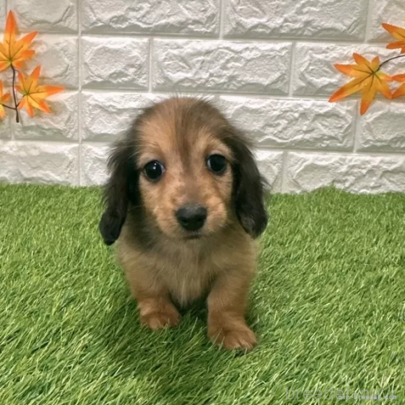 販売中の愛知県のミニチュアダックスフンド(ロングヘアード)-424741の3枚目