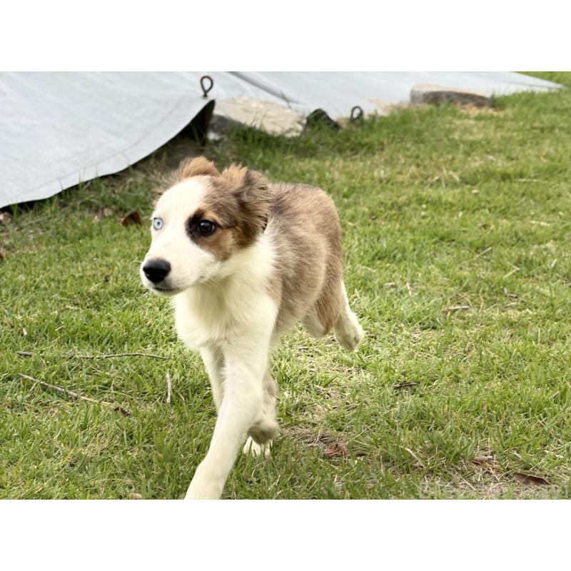 販売中の鹿児島県のボーダーコリー-399571の8枚目