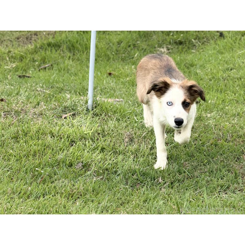 販売中の鹿児島県のボーダーコリー-399571の7枚目