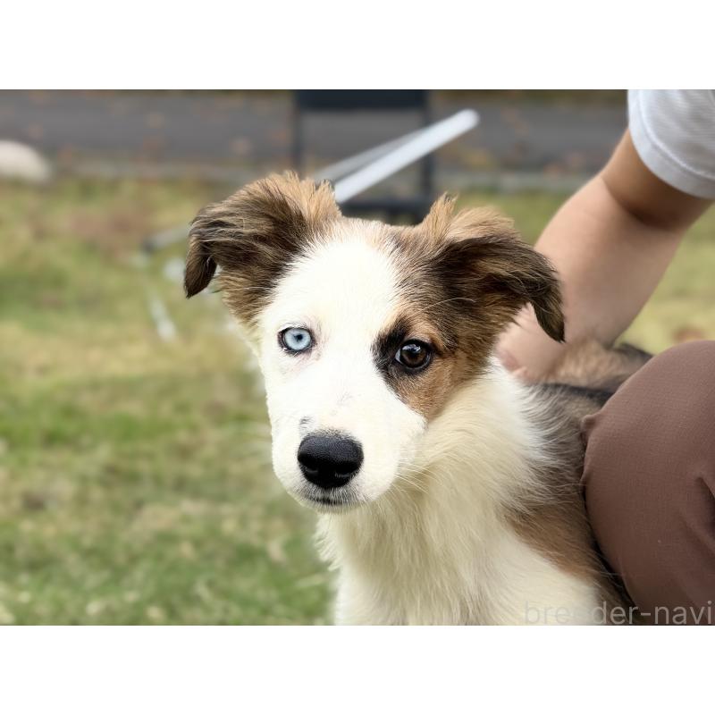 販売中の鹿児島県のボーダーコリー-399571の6枚目