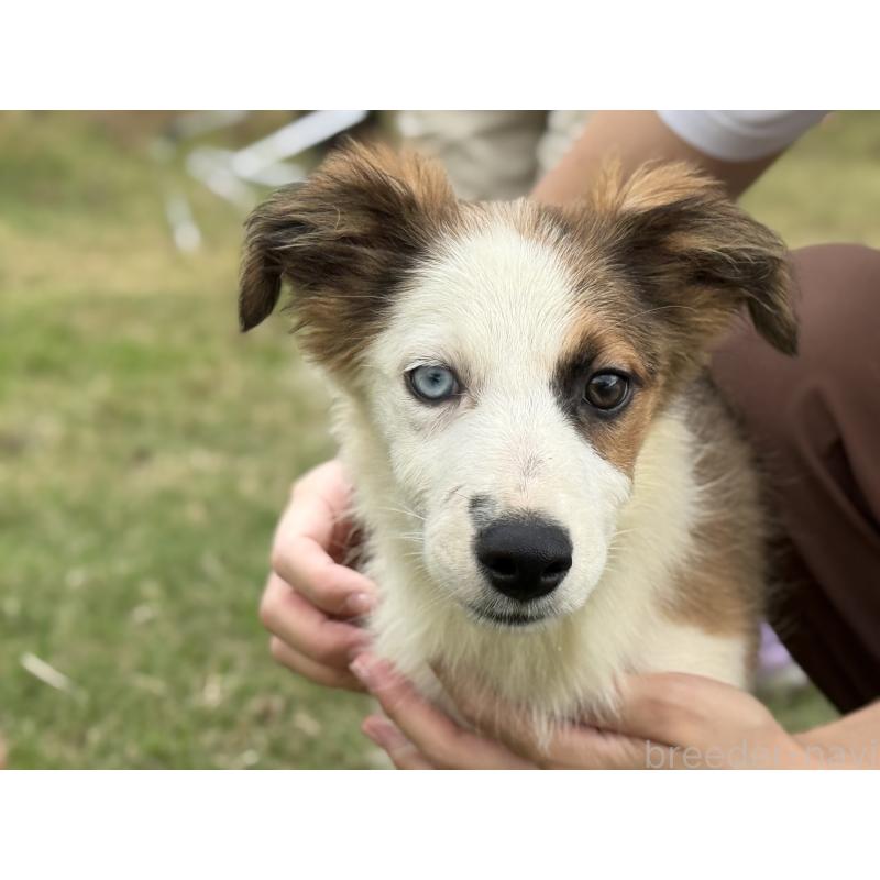 販売中の鹿児島県のボーダーコリー-399571の5枚目