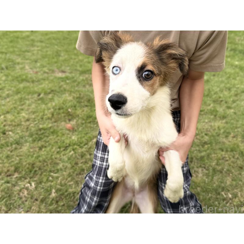 販売中の鹿児島県のボーダーコリー-399571の4枚目