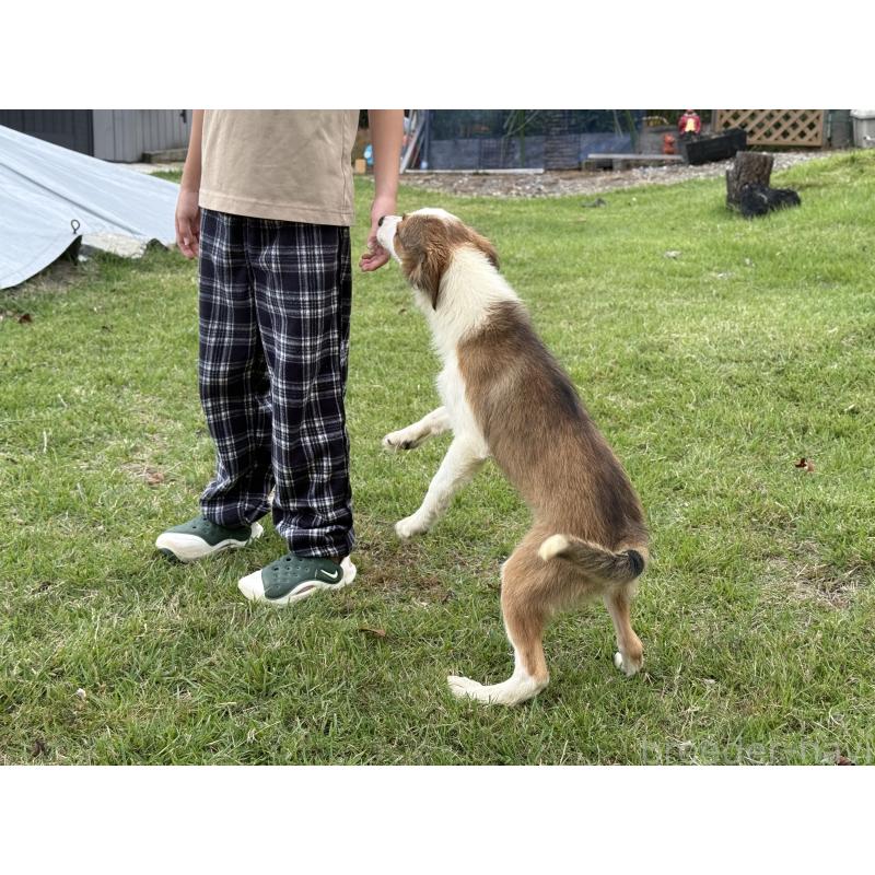 販売中の鹿児島県のボーダーコリー-399571の3枚目