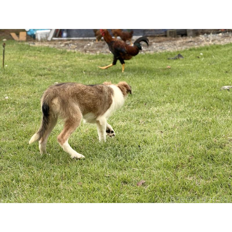 販売中の鹿児島県のボーダーコリー-399571の2枚目