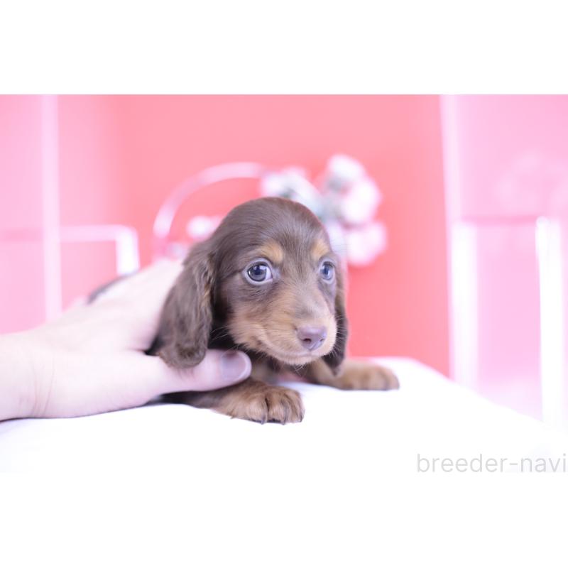 販売中の愛知県のカニンヘンダックスフンド(ロングヘアード)-420263の15枚目