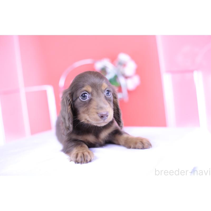 販売中の愛知県のカニンヘンダックスフンド(ロングヘアード)-420263の13枚目