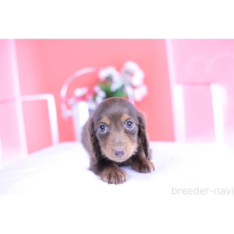 販売中の愛知県のカニンヘンダックスフンド(ロングヘアード)-420263の12枚目