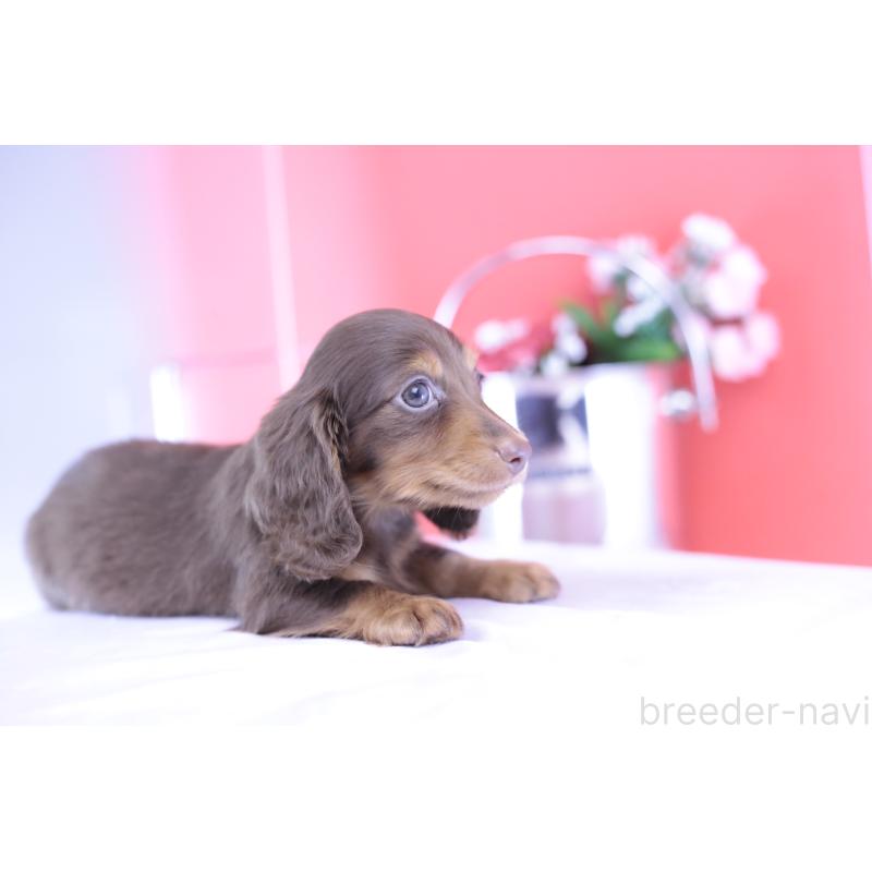 販売中の愛知県のカニンヘンダックスフンド(ロングヘアード)-420263の9枚目