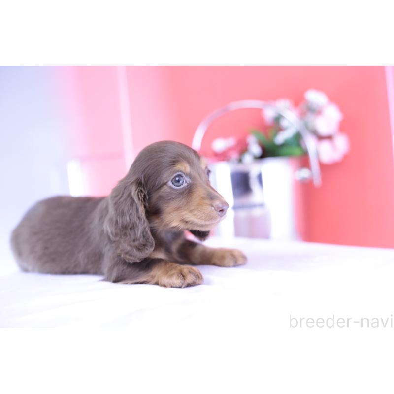 販売中の愛知県のカニンヘンダックスフンド(ロングヘアード)-420263の8枚目
