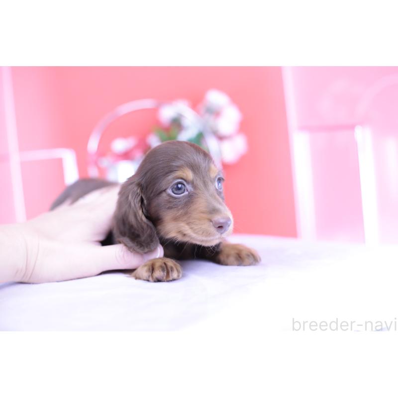販売中の愛知県のカニンヘンダックスフンド(ロングヘアード)-420263の6枚目