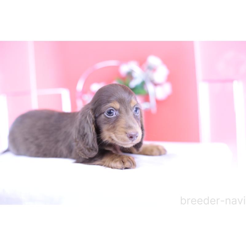 販売中の愛知県のカニンヘンダックスフンド(ロングヘアード)-420263の5枚目