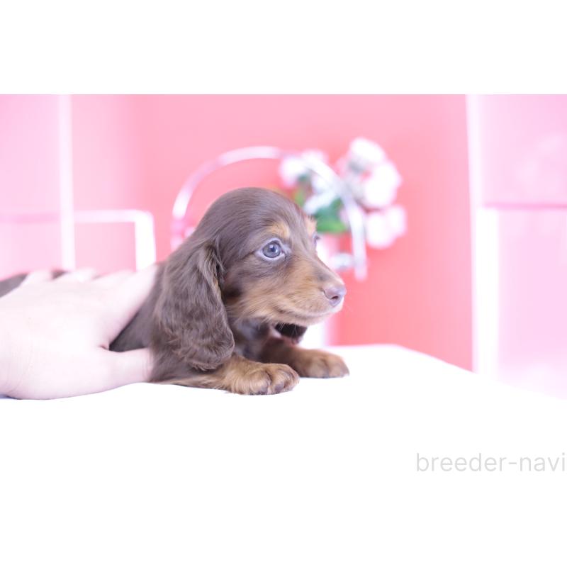 販売中の愛知県のカニンヘンダックスフンド(ロングヘアード)-420263の4枚目
