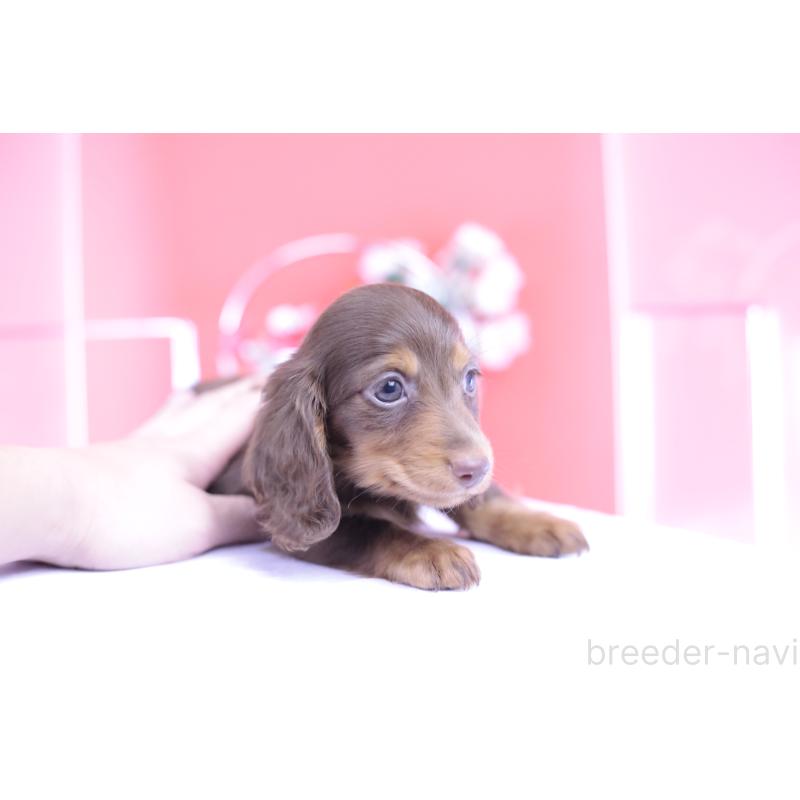 販売中の愛知県のカニンヘンダックスフンド(ロングヘアード)-420263の2枚目