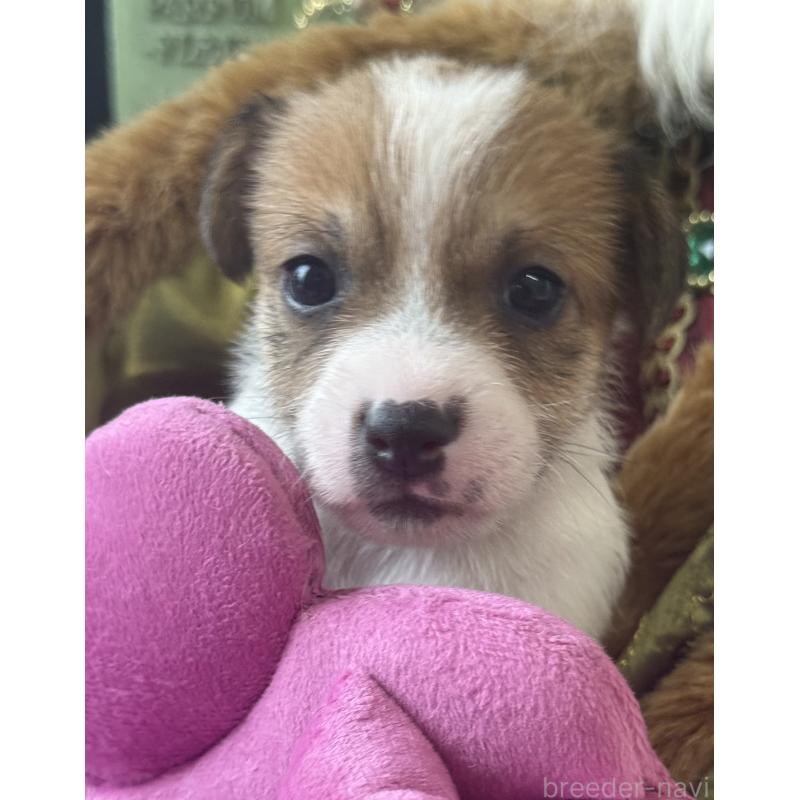 成約済の宮崎県のジャックラッセルテリア-425124の9枚目