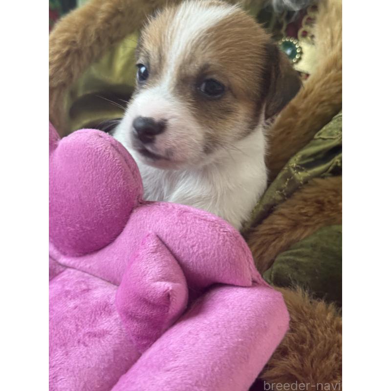 成約済の宮崎県のジャックラッセルテリア-425124の8枚目