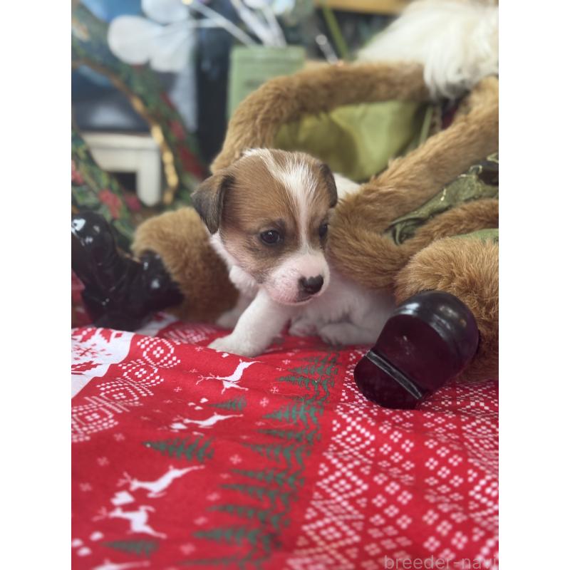 成約済の宮崎県のジャックラッセルテリア-425124の7枚目