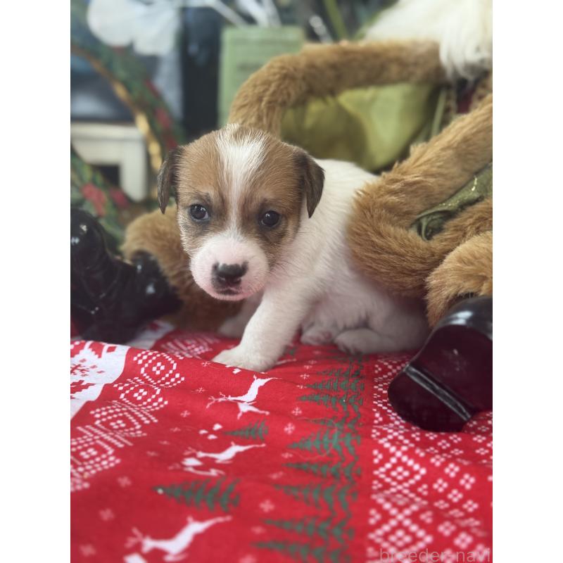 成約済の宮崎県のジャックラッセルテリア-425124の6枚目