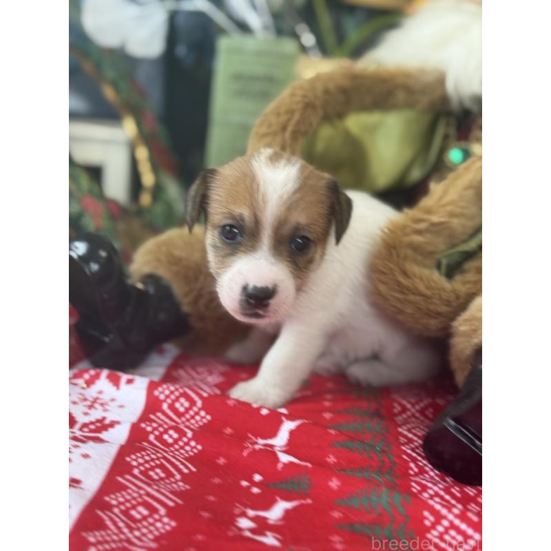 成約済の宮崎県のジャックラッセルテリア-425124の5枚目