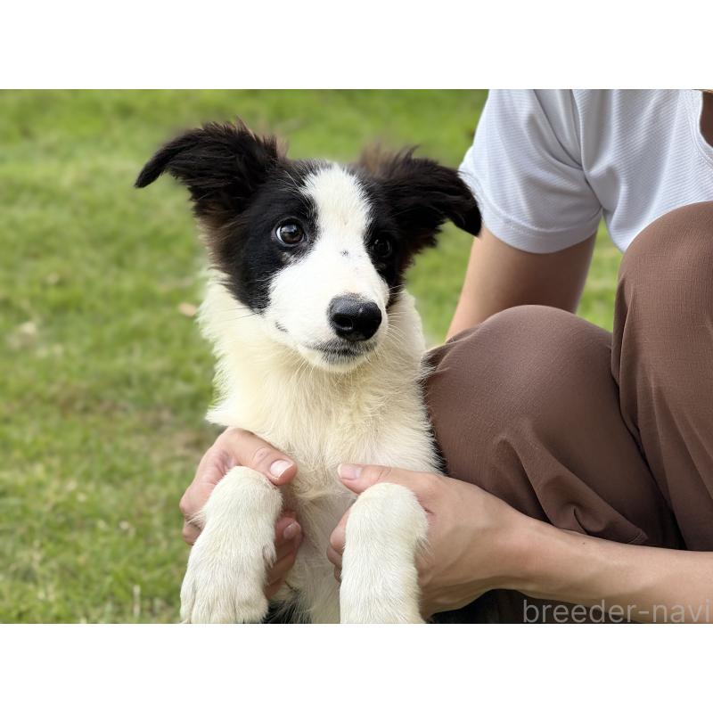 販売中の鹿児島県のボーダーコリー-399569の7枚目